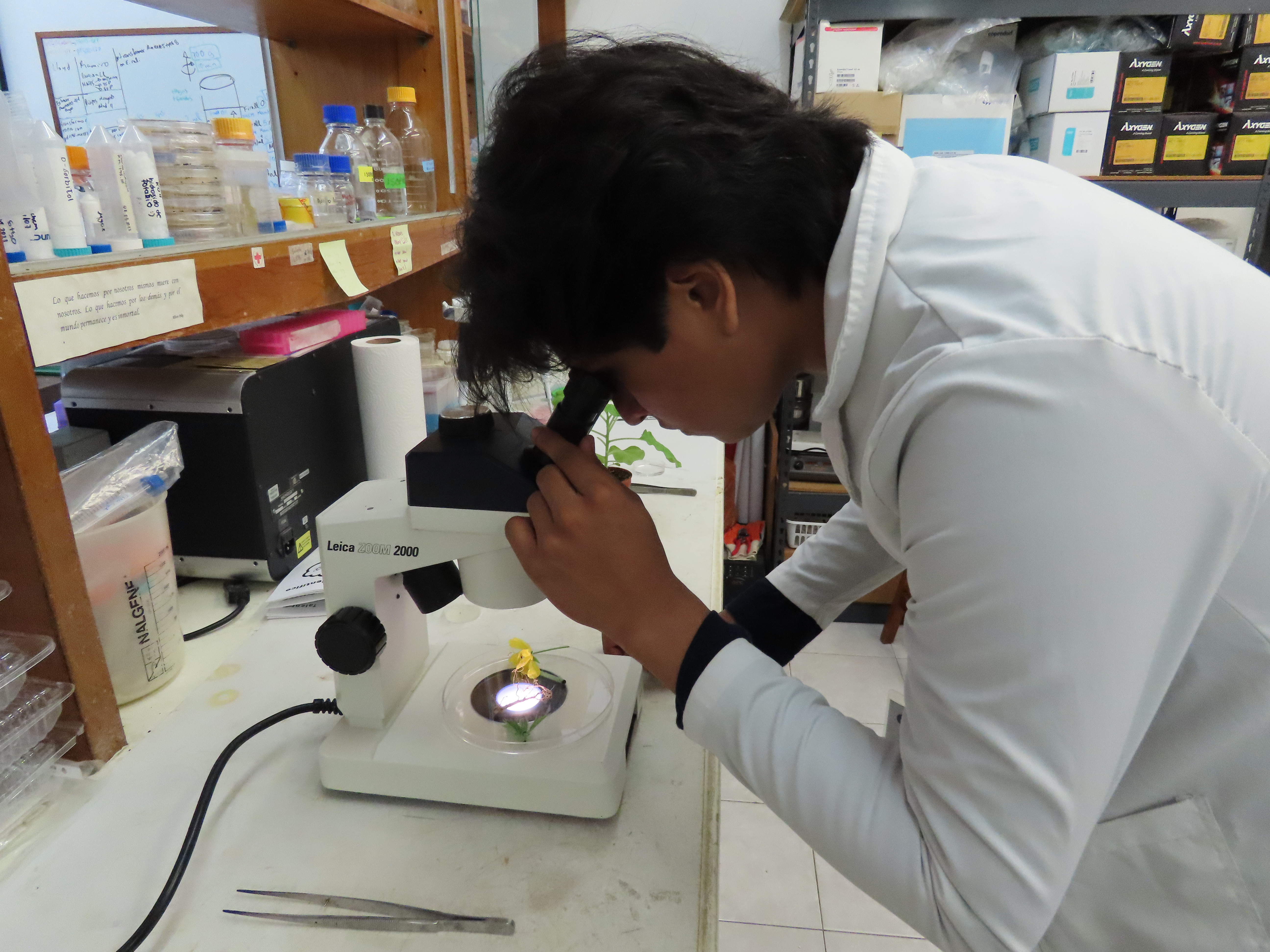 Investigación en biotecnología